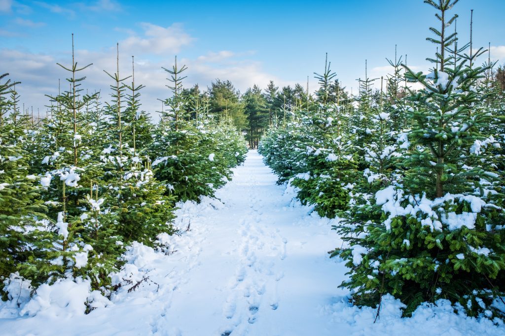 Real Christmas Tree selection and Home Delivery Service